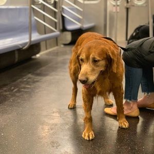 Meet your Posher, Martin